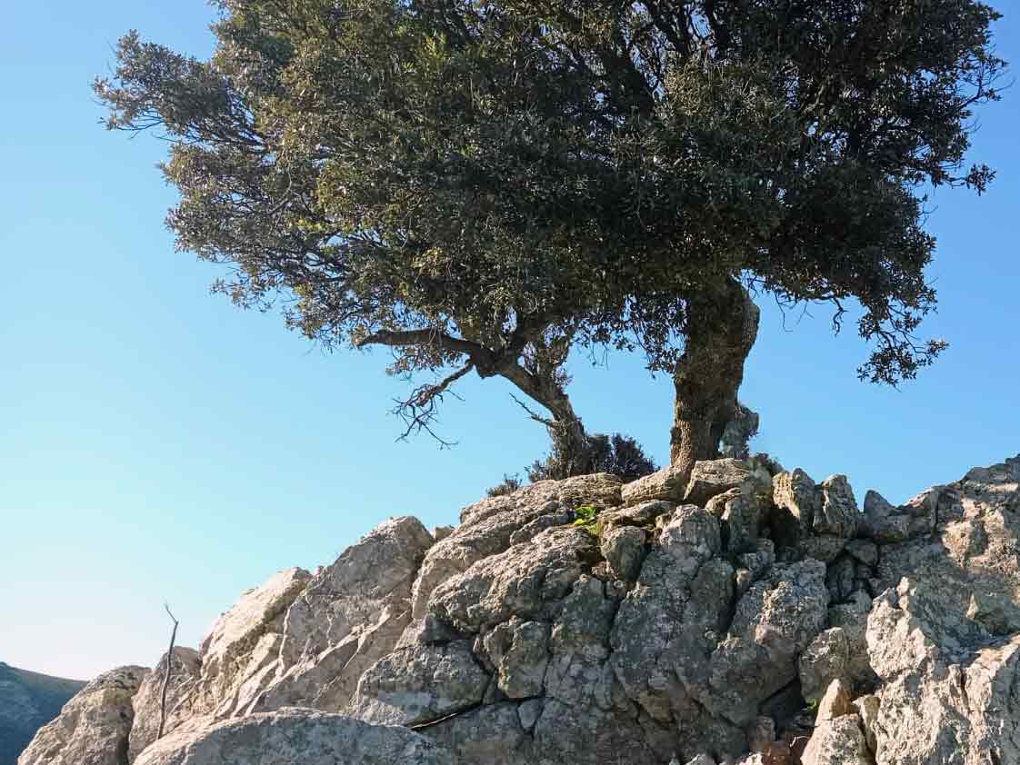 Escursione Il sentiero dei lecci secolari 